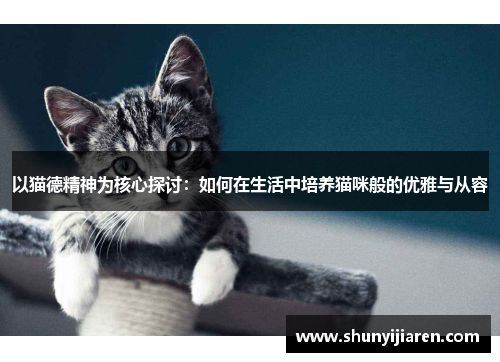 以猫德精神为核心探讨：如何在生活中培养猫咪般的优雅与从容